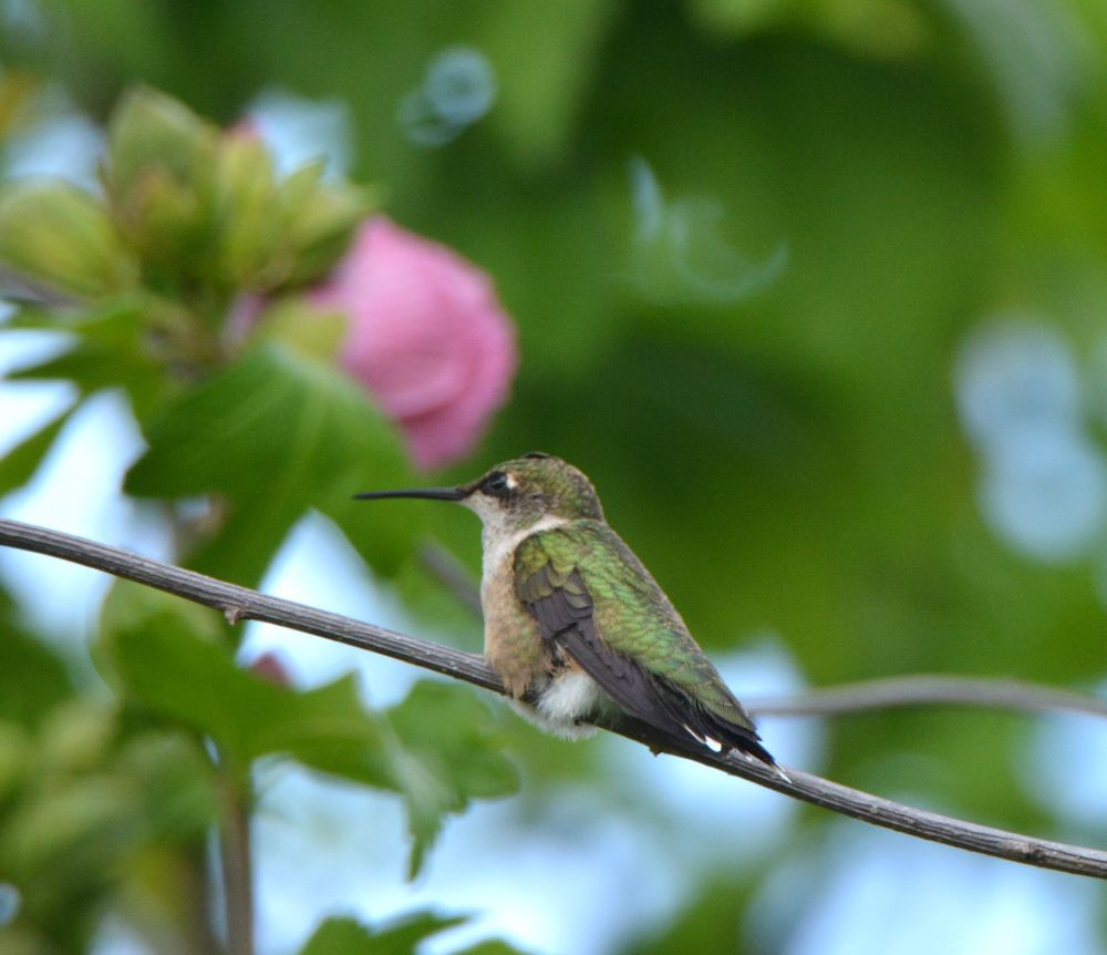 Hummingbird perched on a branch