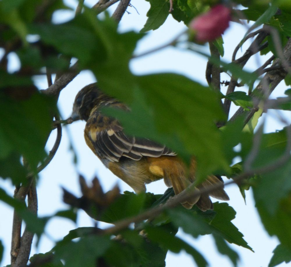 Female Baltimore Oriole