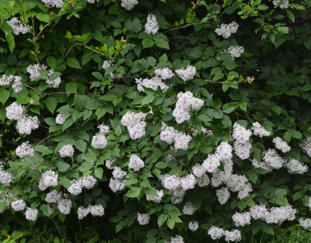 White Lilac