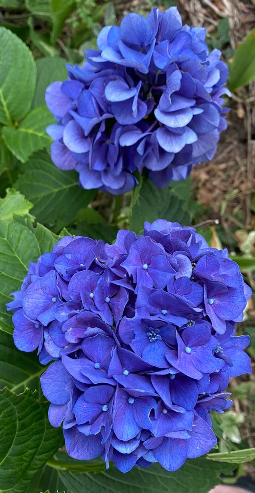 Purple hydrangeas