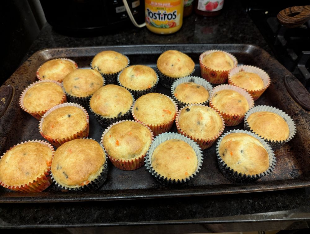 Two dozen freshly baked cupcakes sitting on a baking sheet. They are cooling 