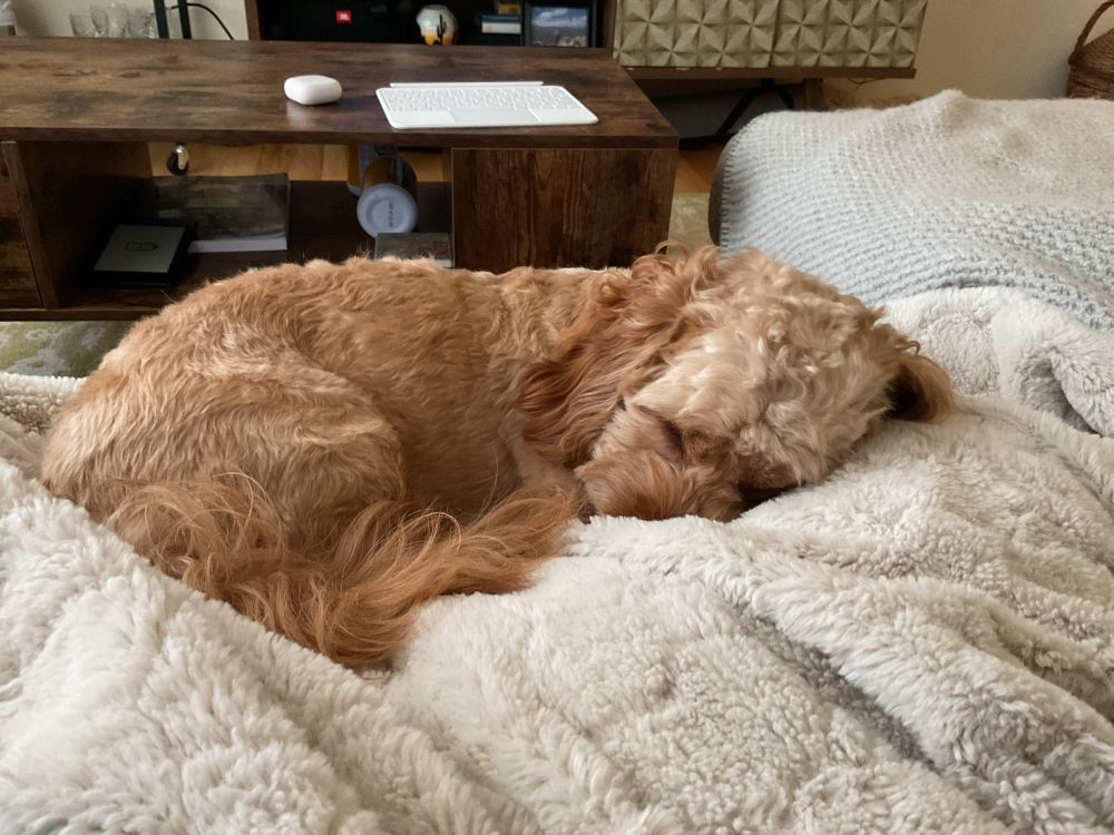 Chili sleeping on a blanket