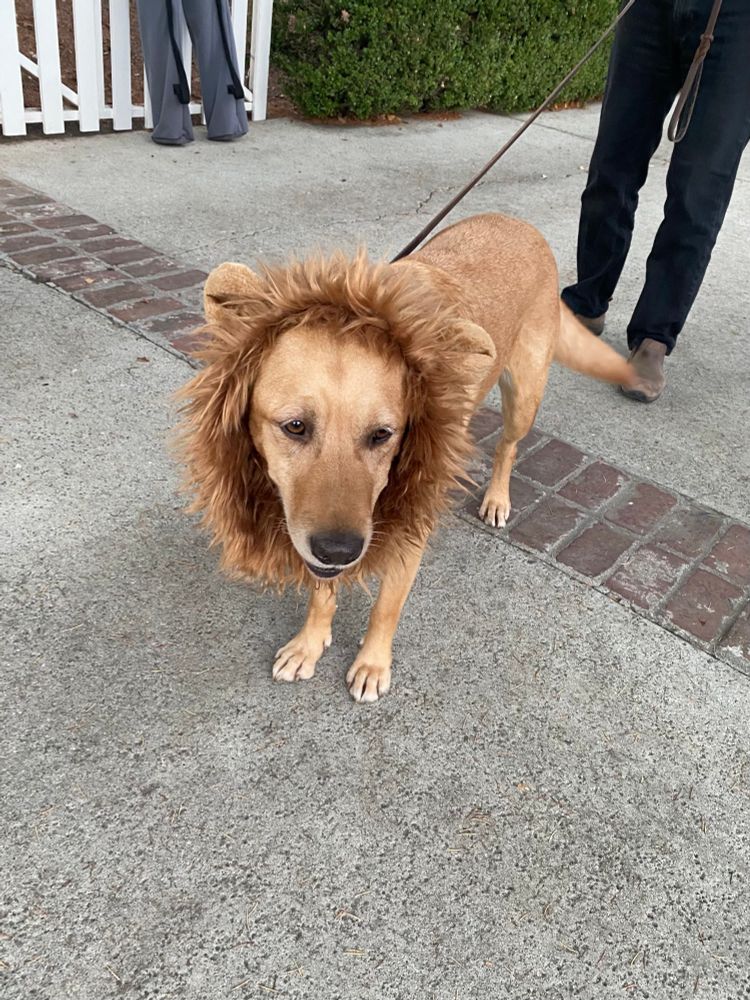 Goose wearing a lion costume