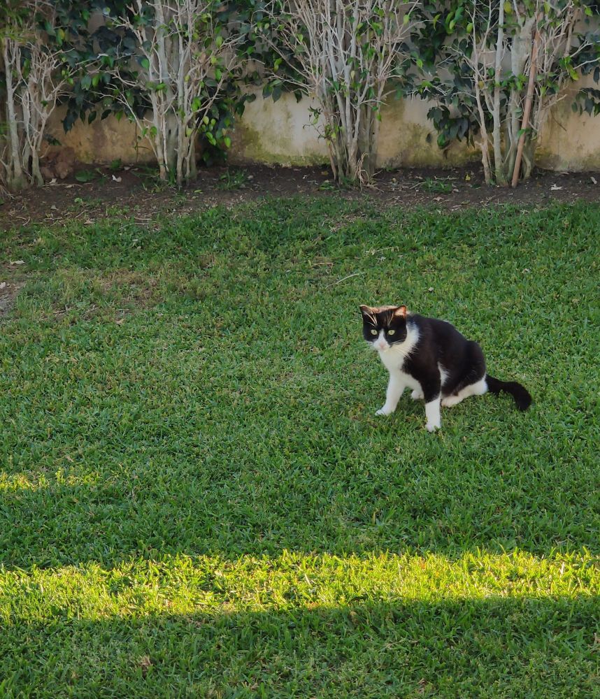 Black and White Cat. Seems to live in the hotel grounds..