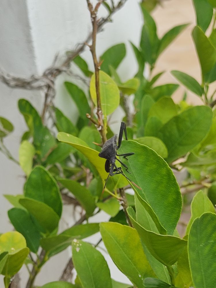 bug but now on a leaf. i dont think it wants to eat it?