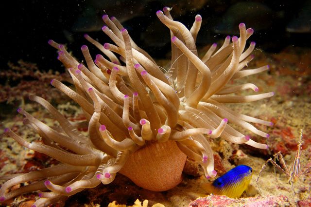 Photograph of the giant Caribbean sea anemone Condylactis gigantea with an arrow crab, cleaner shrimp, and a damsel fish from the Gulf of Mexico taken by Heidi Thoricht