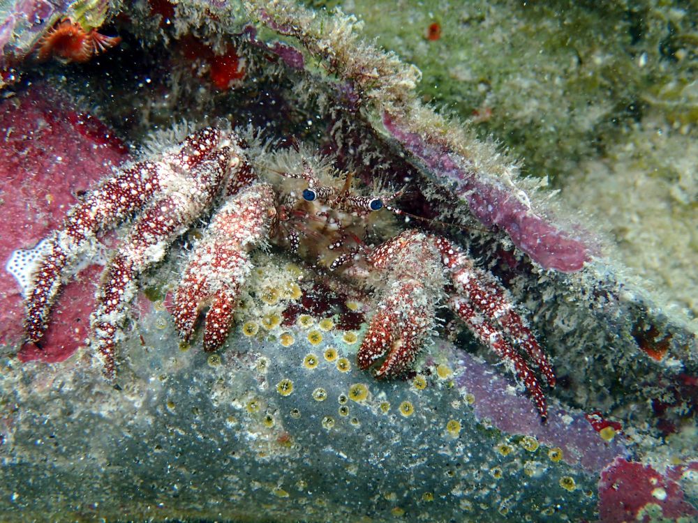 Photo of a white-speckled hermit crab (Paguristes puncticeps) in its shell with (possibly) a star-like serpulid worm (Pomatostegus stellatus) located at the top left of the shell. Photo taken in the Dry Tortugas by Nancy Sheridan