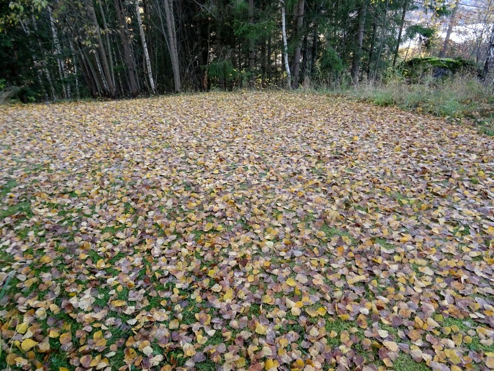 Foto van een stuk tuin, met gras, waar het gras nauwelijks nog zichtbaar is omdat het VOL ligt met herfstbladeren van de bomen. Duizenden herfstbladeren liggen er.