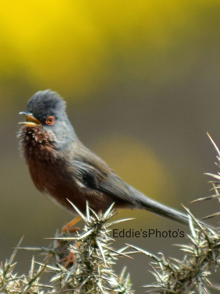 #SundayYellow A Male Dartford Warbler singing amongst the yellow gorse. 