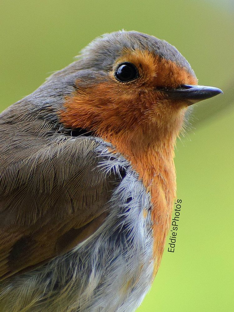A close up shot of one of our local Robins. 