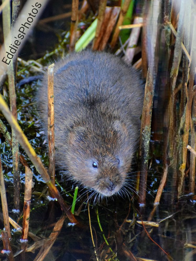 Cuteness overload a busy foraging water Vole at my local reed bed. 