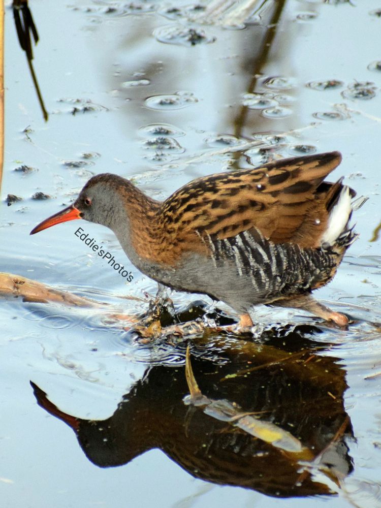 A water rail showing how they can move through the water quite quickly. 