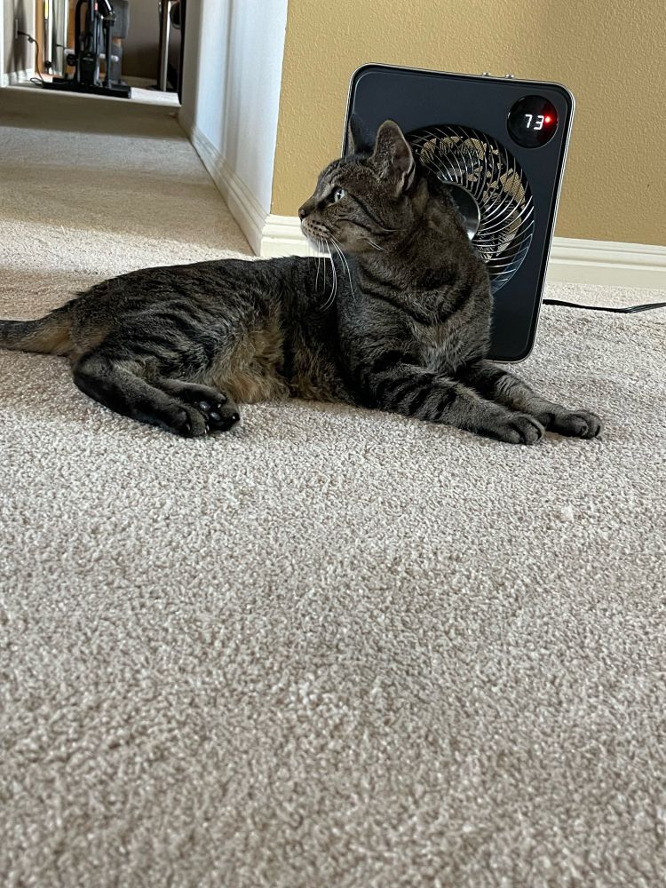 Cat with space heater to stay warm