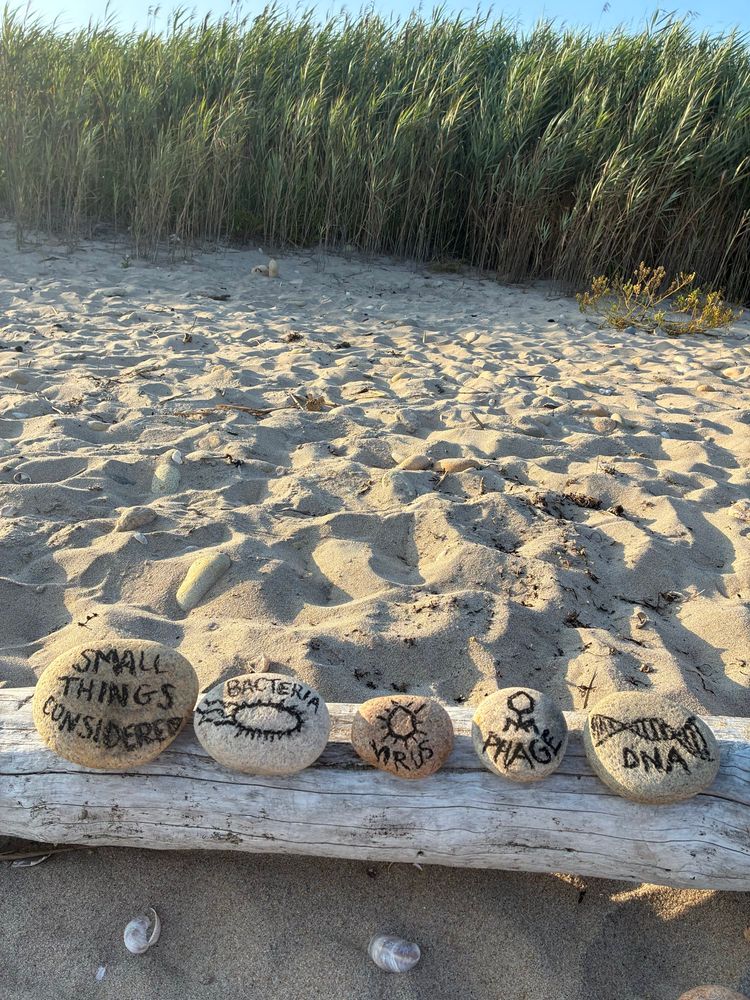 Rocks on a piece of driftwood with charcoal drawings of microbes