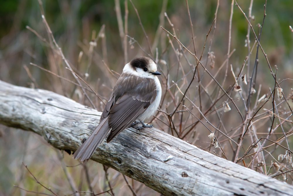 Canada Jay at Mount Walker, WA
