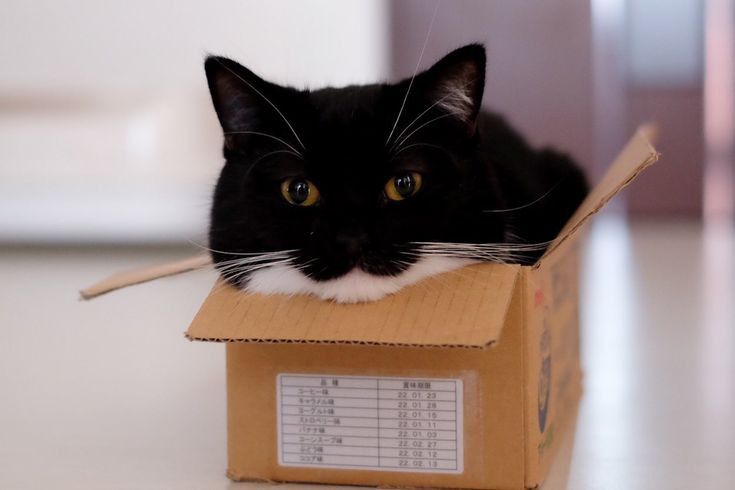 Gatinho Penisvaldo dentro de uma caixa.