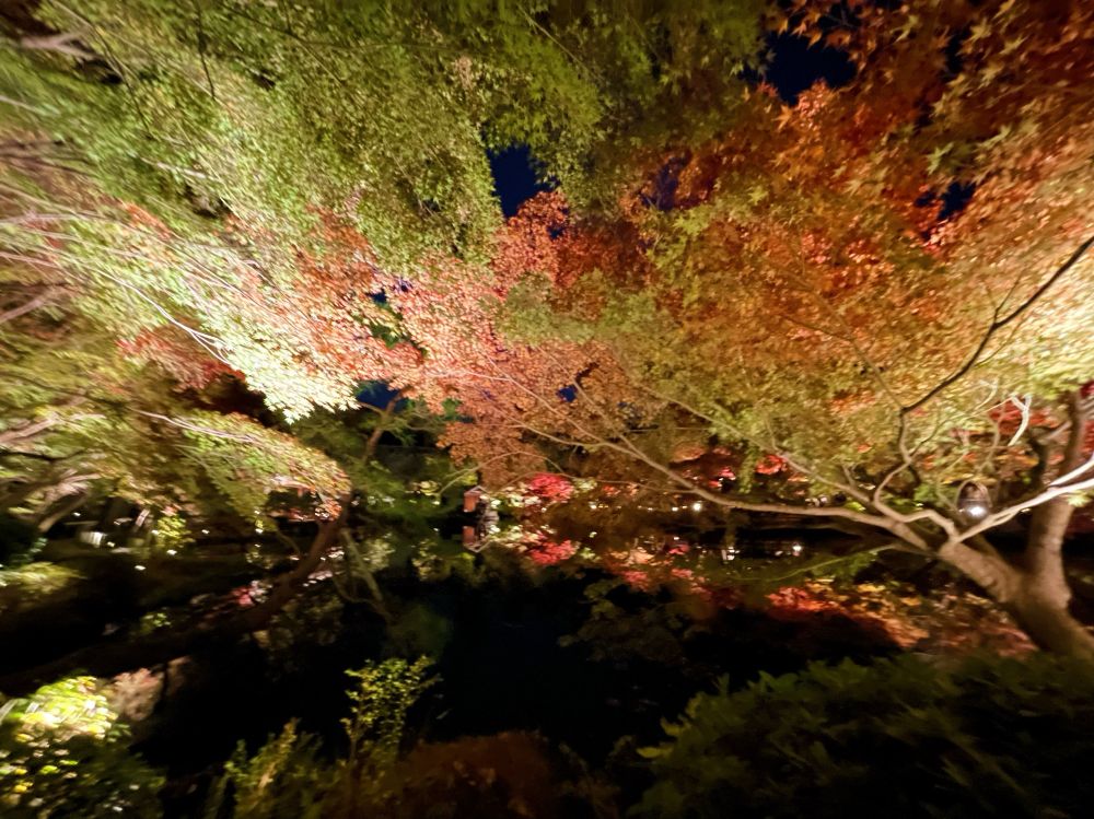 ライトアップされた紅葉と池