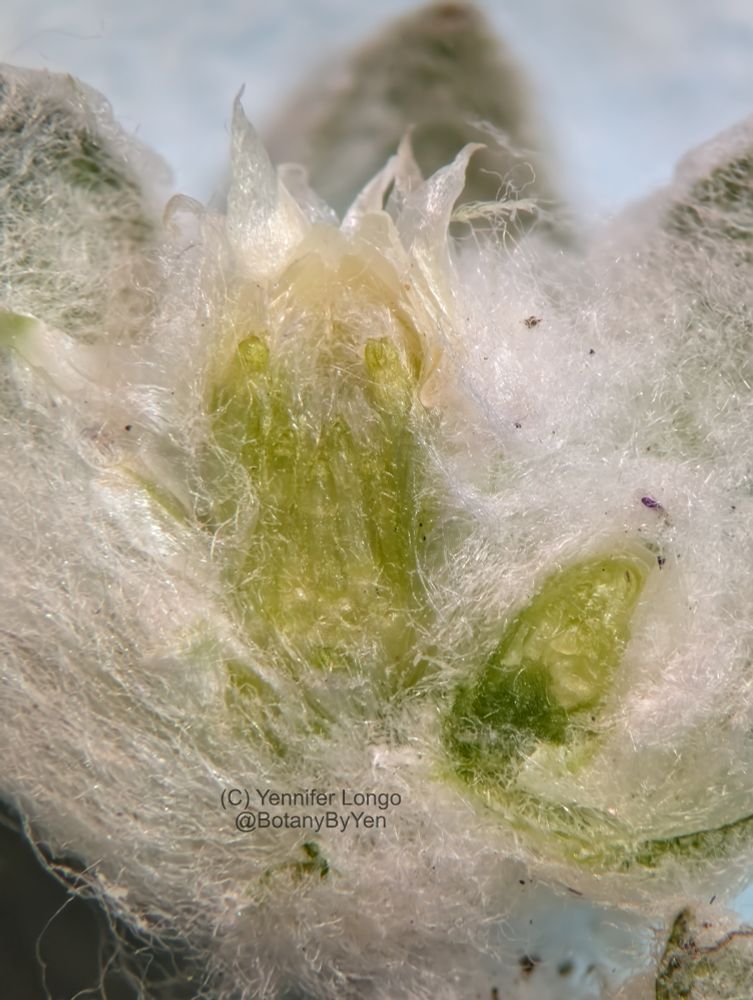 A cross-section of the same plant showing inflorescence structure. This plant has two inflorescences forming, one in the centre which is more developed than one to the right.