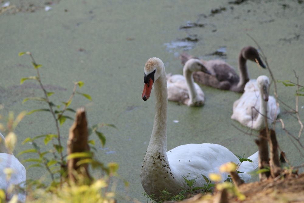Family of swans waddling upon the shore.