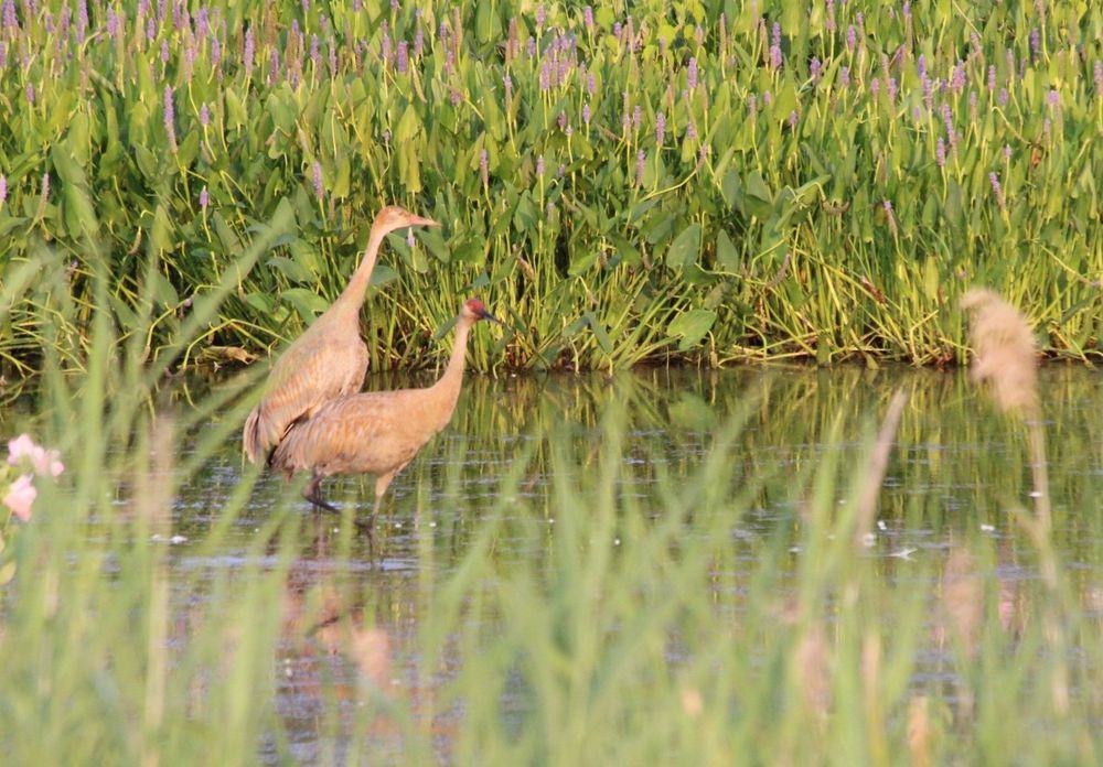 Couple of Sand Hill Cranes
