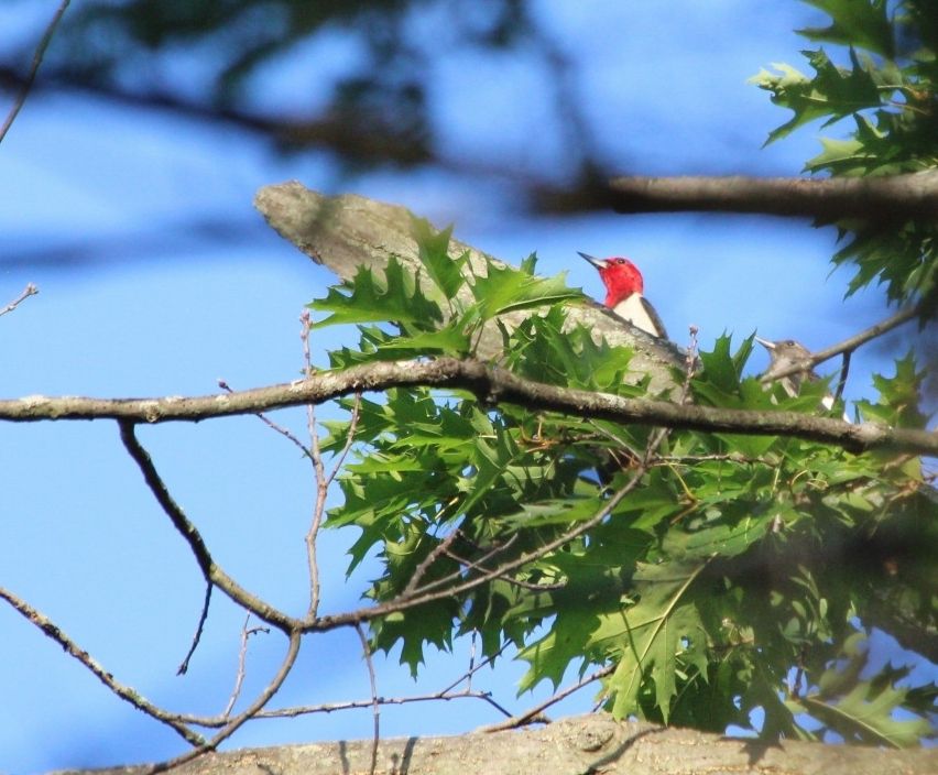 A red headed woodpecker, with its extremely red head peaking through the leaves.