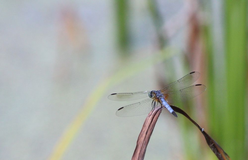 A dragonfly resting on a dead reed.