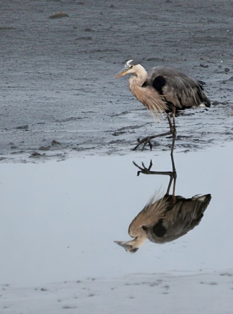 Blue heron strutting in the water