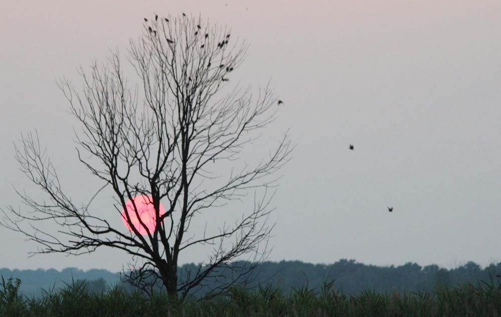 Birds in a tree in front of setting sun