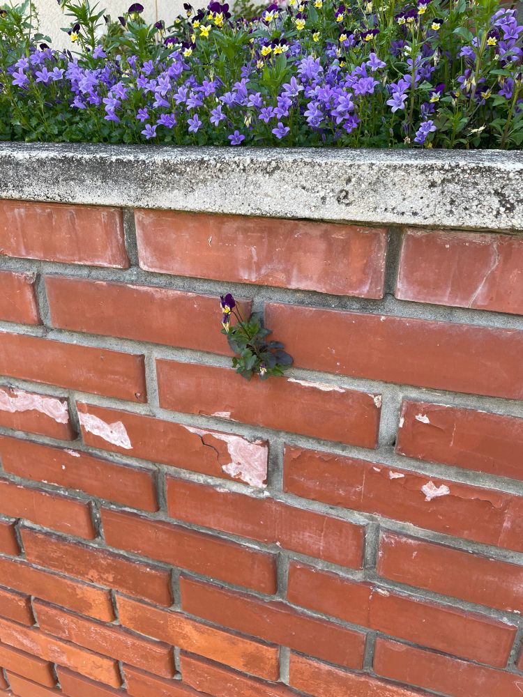 A flower growing out from the side of a brick wall
