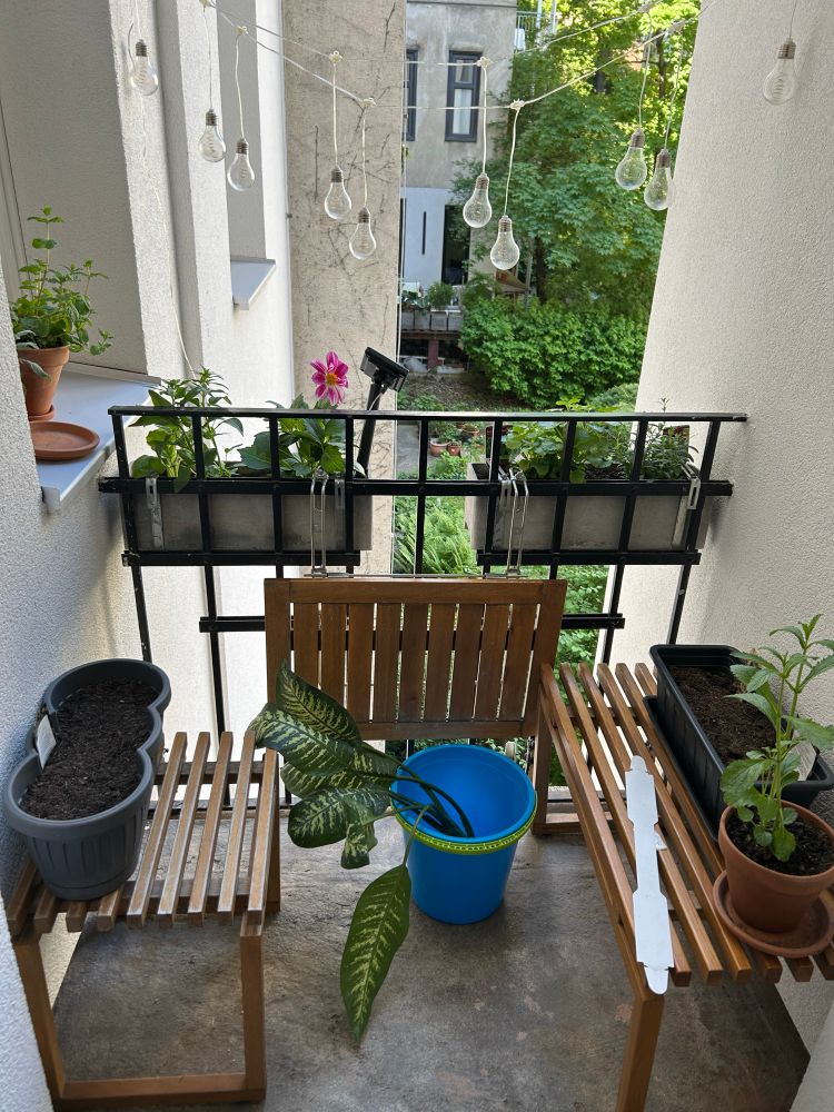 Kleiner Balkon mit Lichterkette, zwei Holzbänken und Pflanzenkästen. Man erkennt eine pinkfarbene Dahlie und eine Dieffenbachie in einem Eimer. 
