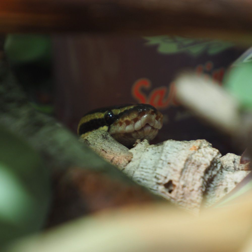 Tobias the ball python has a cheeky look