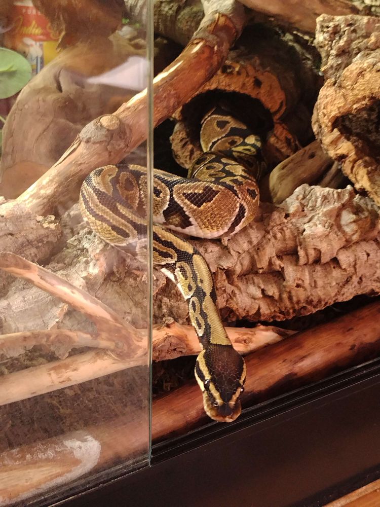 Tobias the ball python sticks his head out of the viv