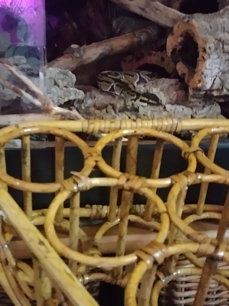 Tobias the ball python checks out the wine rack (potatocam )