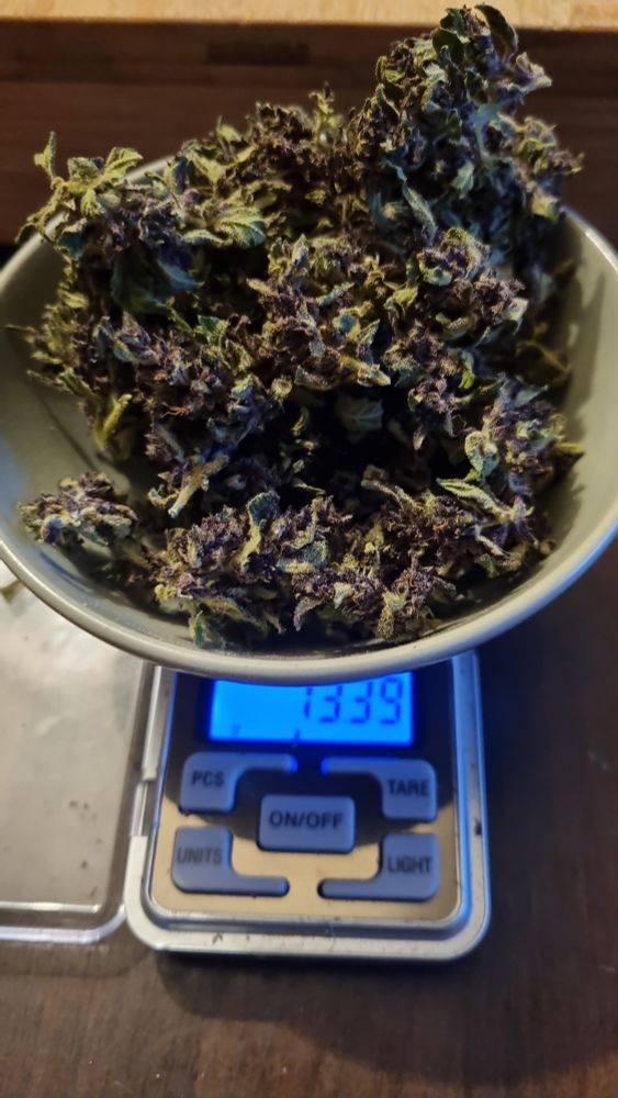 Eine kleine Waage zeigt 13,39g an, darauf steht eine Schale gefüllt mit Marihuana