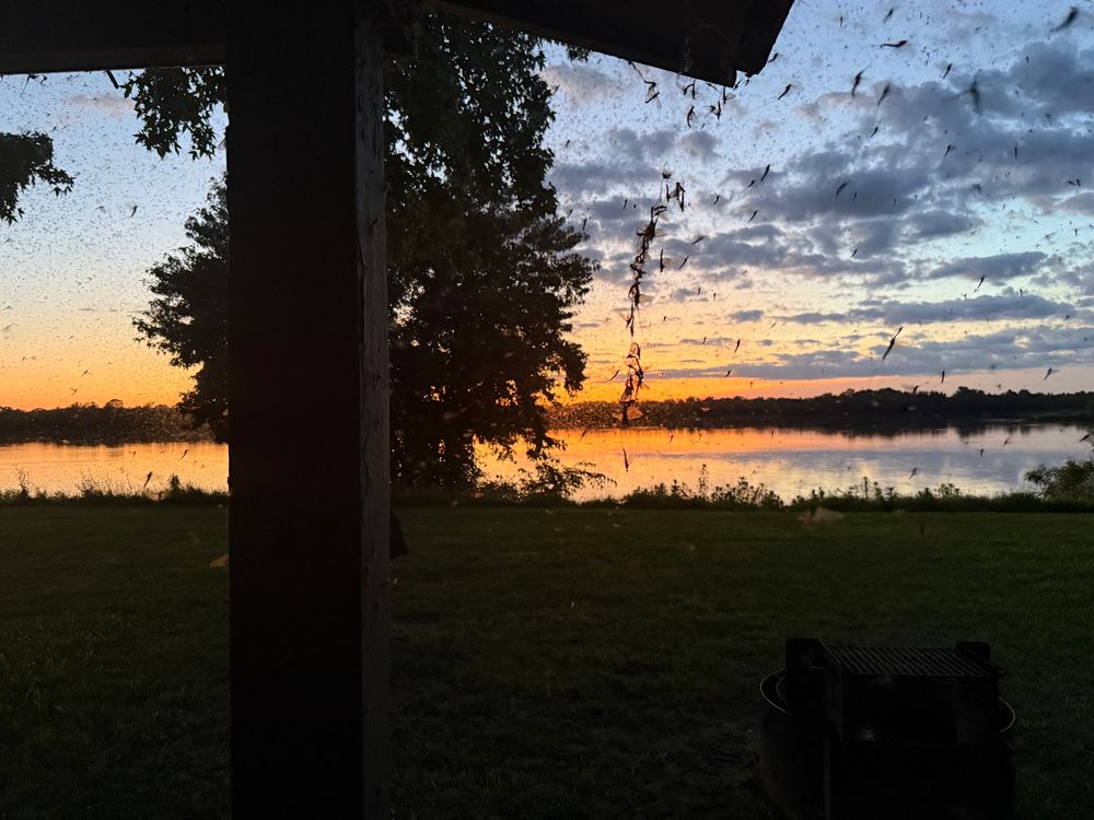 A view of a picnic area during sunset with a swarm of mayflies in the air and a spiderweb at capacity