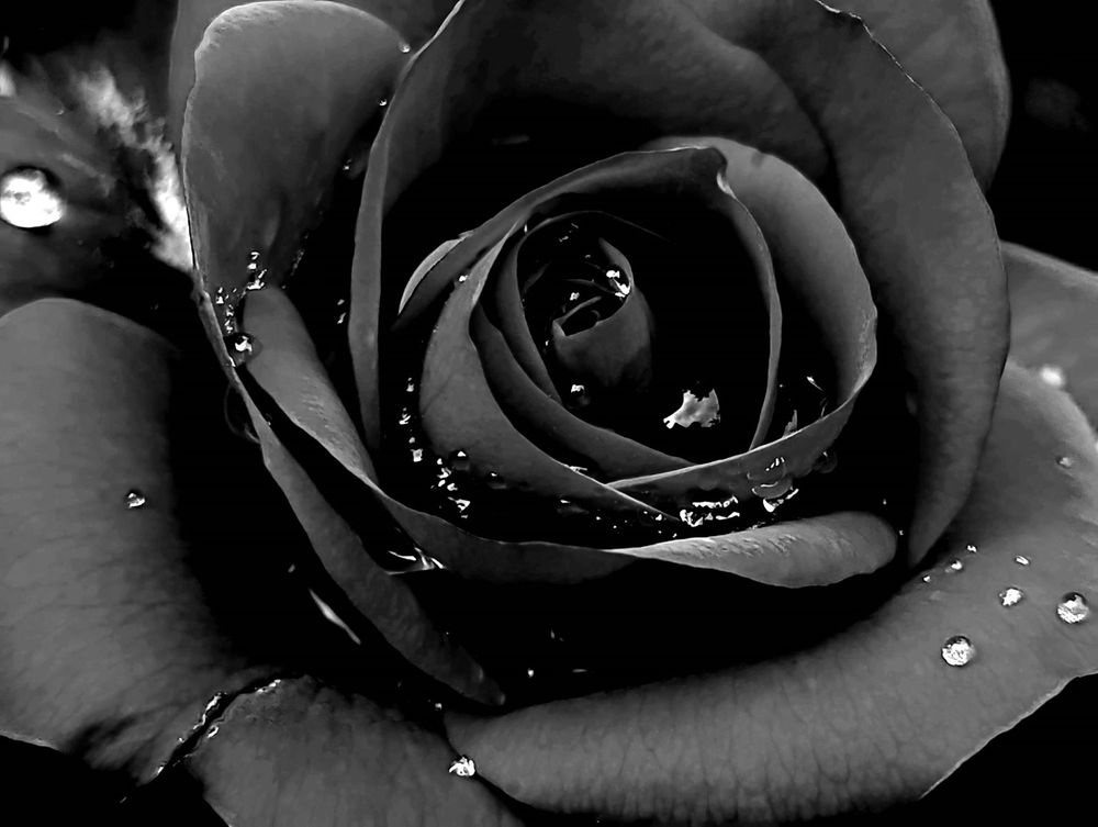 Black rose close up