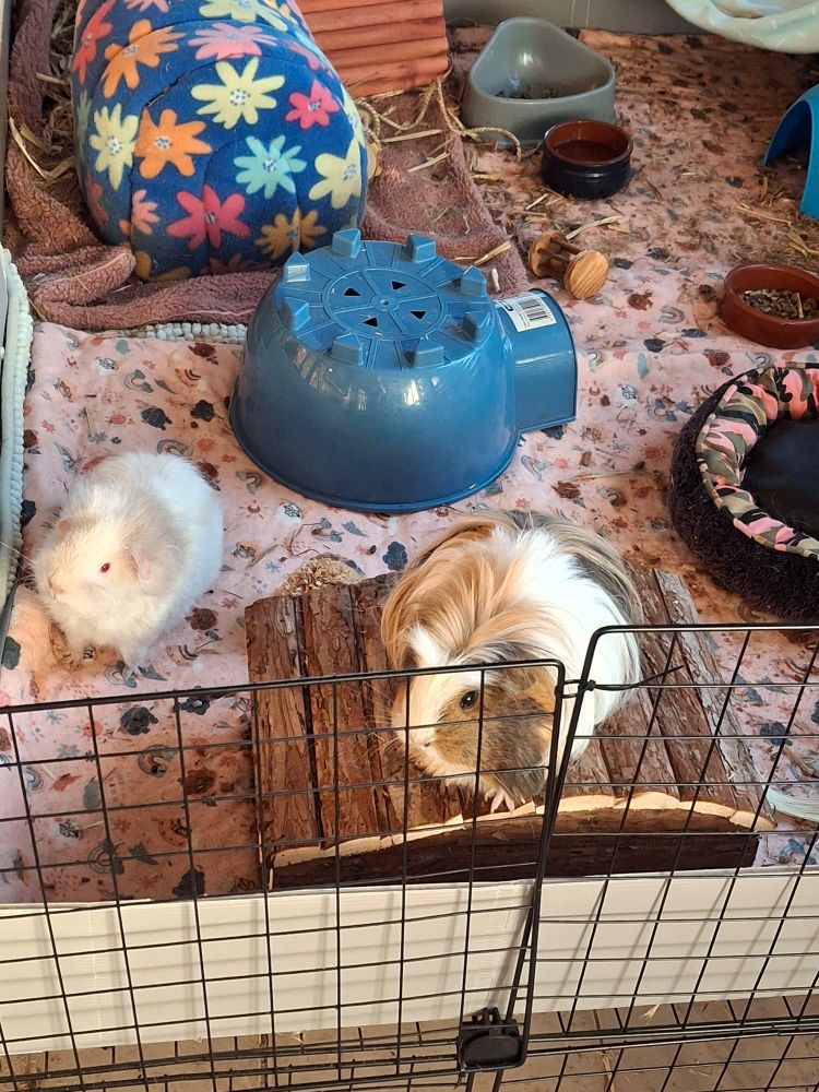 Two guinea pigs waiting patiently for snack. Violet (brown white and tan coronet cross) is on top of a wooden house and Ruby (white and light grey teddy with red eyes) is on the floor of the cage near by. They are both very round
