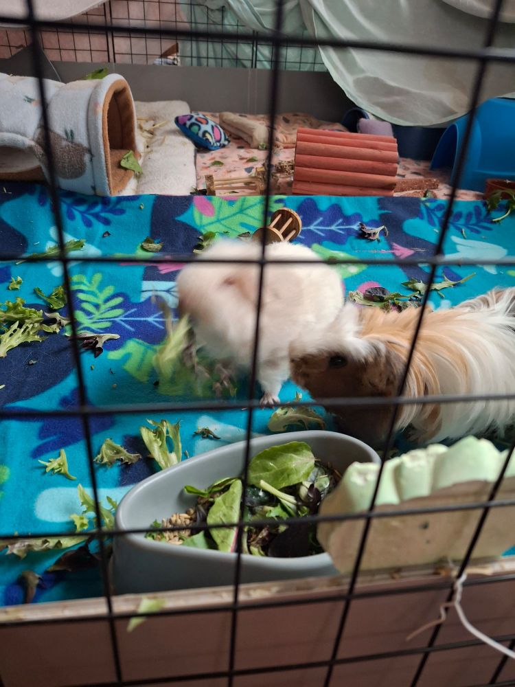 Round 2! Ruby in a blur from pulling lettuce away from Violet. 