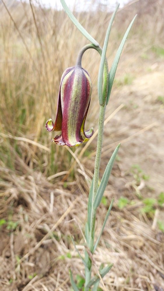 Ejemplar de Fritillaria lusitanica