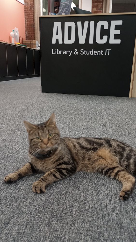 Library cat