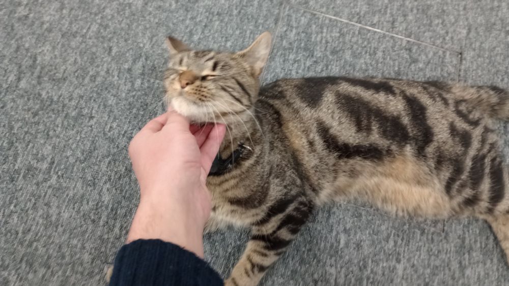 Headingley library cat