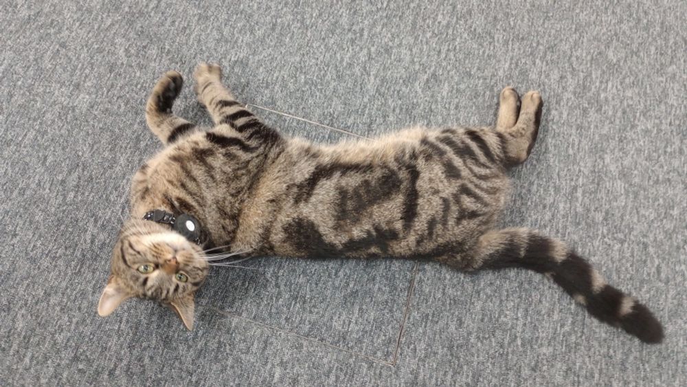 Leeds Beckett library cat