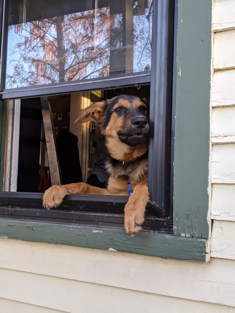 German Shepherd puppy looking out of window