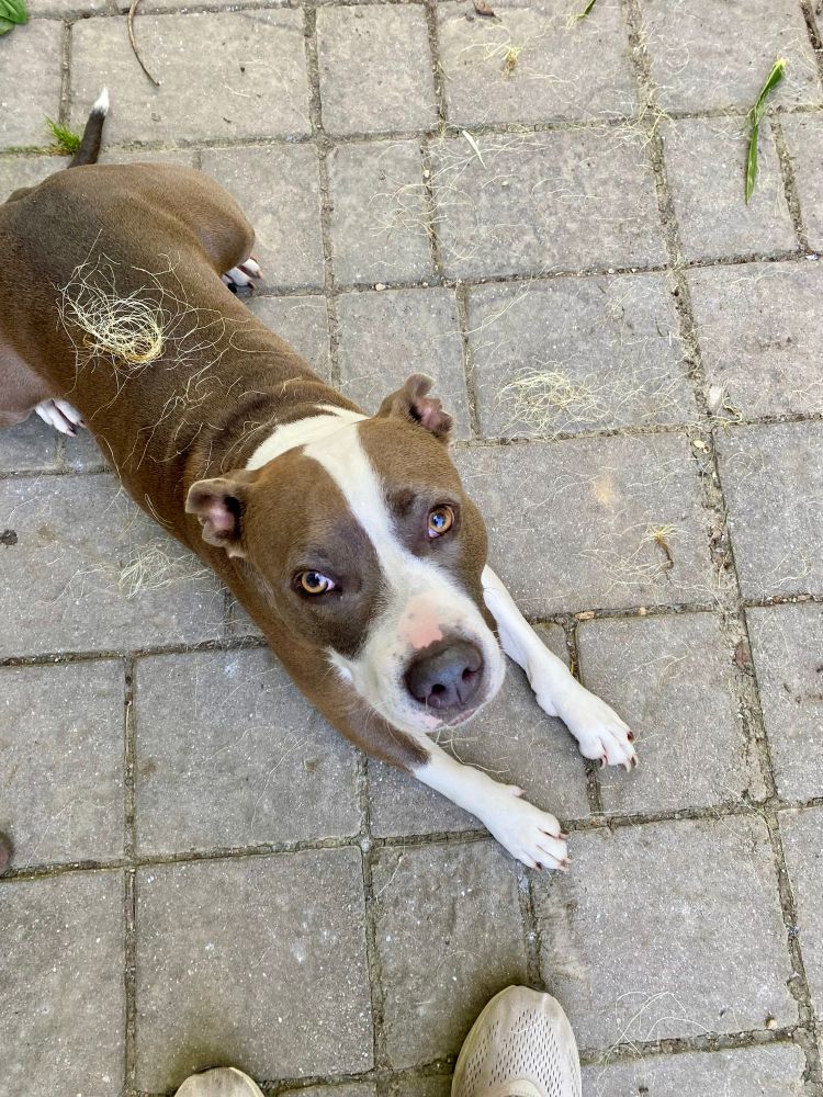 Image shows a brown and white pittie mutt laying down on a patio. She is staring up at the camera and is covered in corn silk. She is very cute.