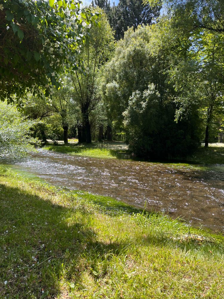 Escena de un bosque Patagonica con sol y cielo azul por detrás  y un arroyo corriendo en diagonal en primer plano bordeando una margen de pasto verde