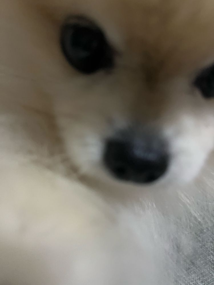 自分を撫でるよう催促するポメラニアンの写真