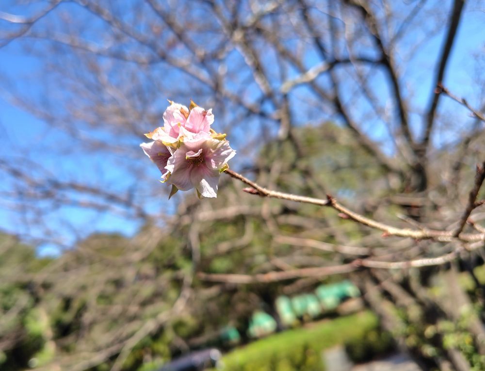 春野運動公園の桜(かな?)
