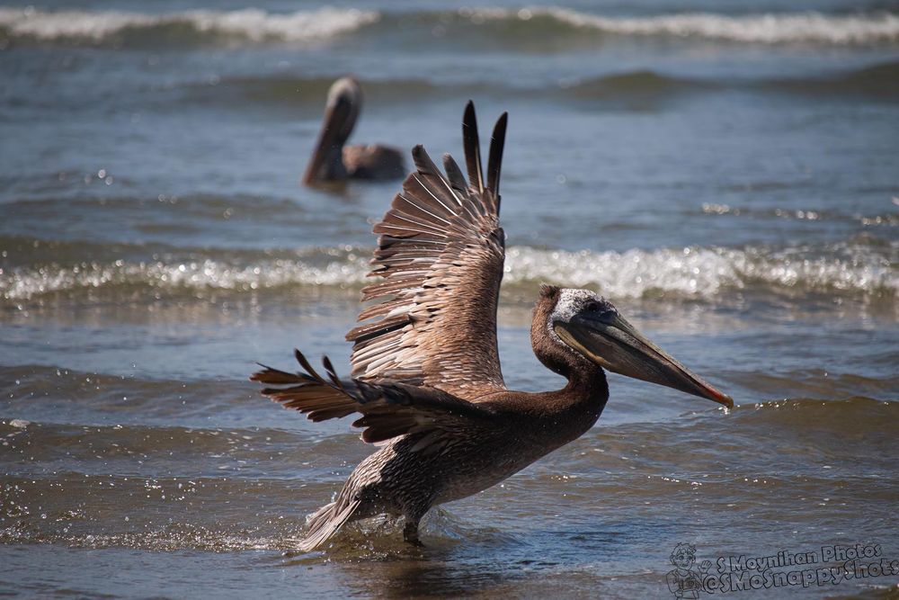 A pelican landing in the water with another in the background