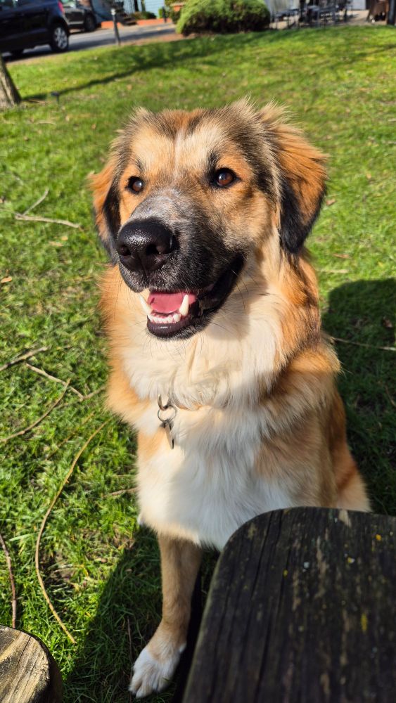 Handsome happy dog with the sun shining on his face sitting in the grass