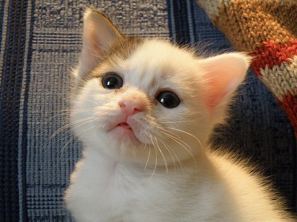 kitten making blep face